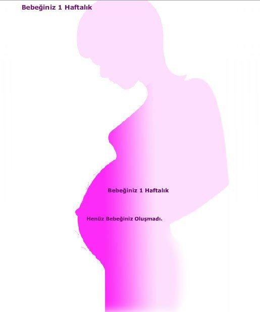 Hamilelikte 1. Hafta