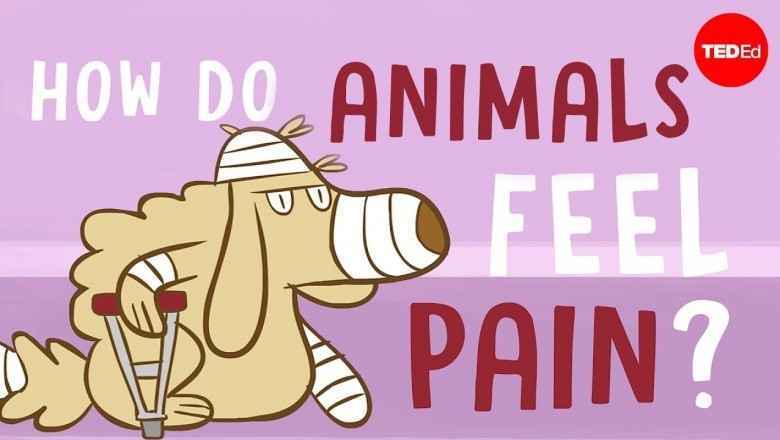 Hayvanlar Acıyı Nasıl Hisseder?