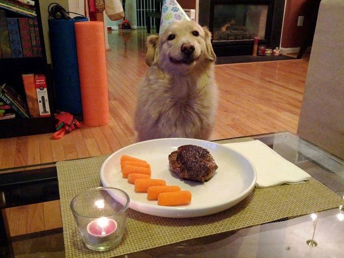 hayvan doğum günü