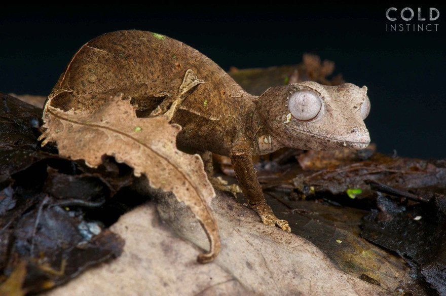 Şeytani Yaprak Kuyruklu Gecko
