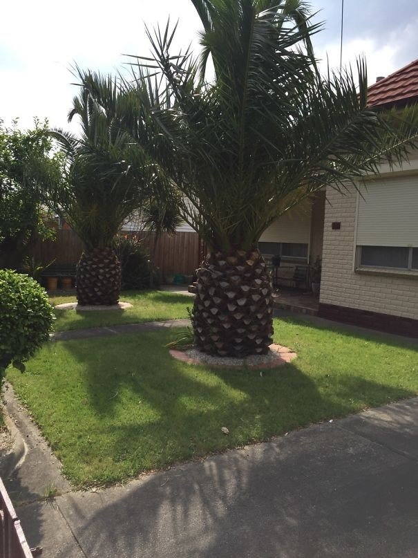 Bahçede duran dev ananaslar gibi gözüken ağaçlar