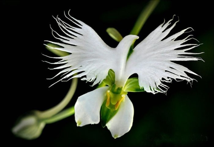 Beyaz Balıkçıl Görünümlü Çiçek