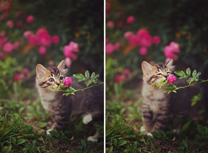 Çiçek Koklayan Sevimli Kedi