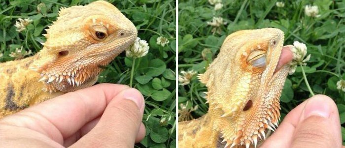 Çiçeği Koklayıp Yalarken Mutlu Olan İguana