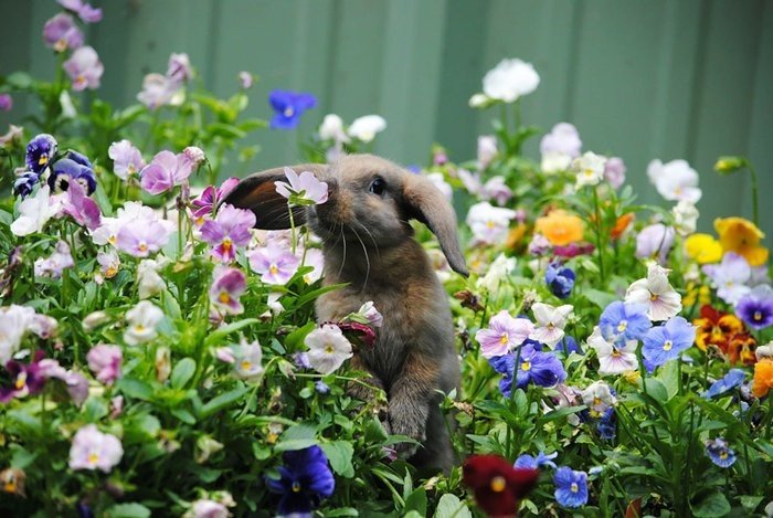 Tavşan bakıyor hangisi güzel
