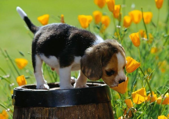 Çiçek Koklayan Sevimli Köpek Yavrusu