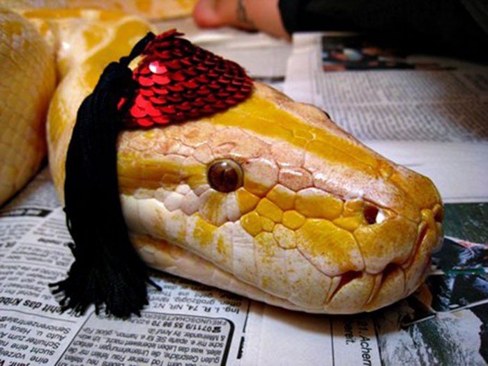 Şapkalı yılan
