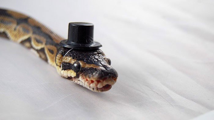 Şapkalı yılan