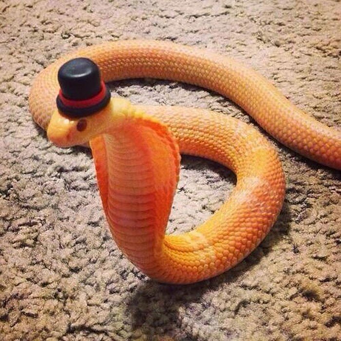 Beyfendi yılan