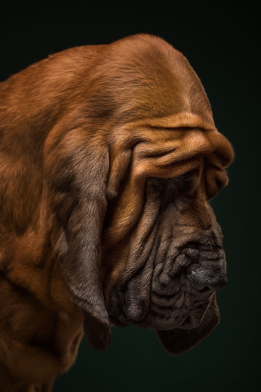 Bloodhound. Köpek Dünyasının Gerçek Dedektifi