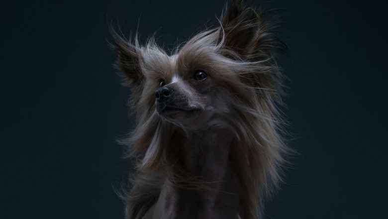 Köpek Irklarının İnanılmaz Güzelliklerini Gösteren 16 Fotoğraf