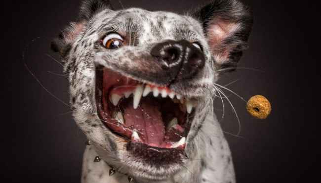 Köpeklerin Yemek Yerken Fotoğrafı Çekilmiş Komik Yüz İfadeleri