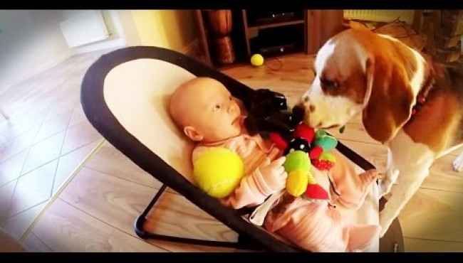 Önce Bebeğin Oyuncağını Çalan ve Bebek Ağlamaya Başlayınca Pişman Olan Köpek