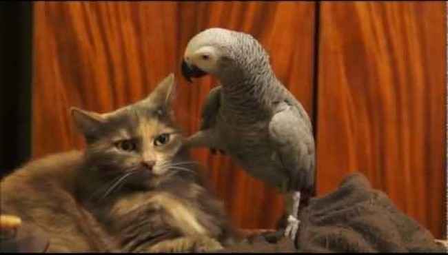 Papağanın Kedinin Sabrını Test Etmesi ve Sonucu