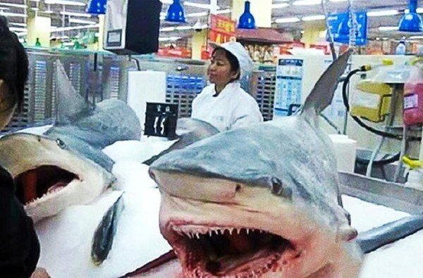 Köpek balığı yemek isterseniz üzülmeyin onu da süper marketlerde bulabilirsiniz.