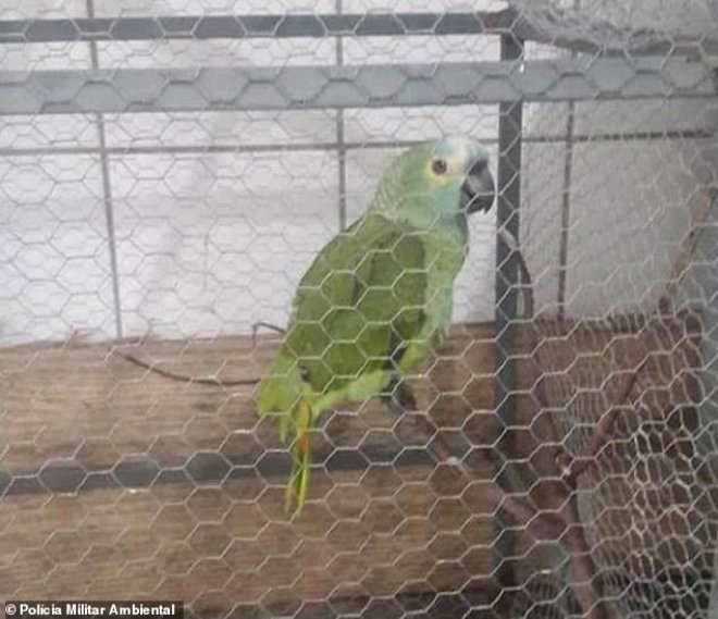 Brezilya'nın Teresina şehrindeki polis operasyonunda papağan tutuklandı