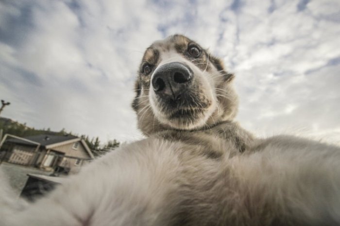 Selfie Fotoğraf Çeken Sevimli Köpek