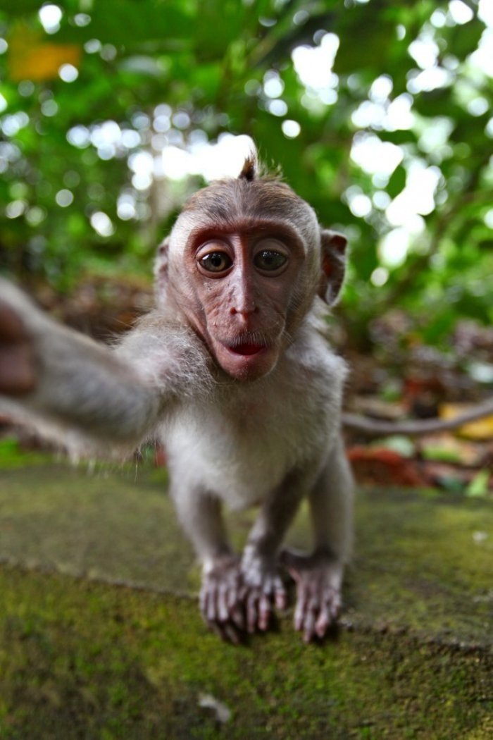 Selfie Fotoğraf Çeken Maymun