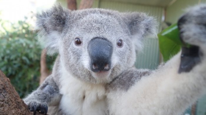 Selfie Fotoğraf Çeken Koala