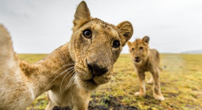 Selfie Fotoğraf Çeken Aslanlar