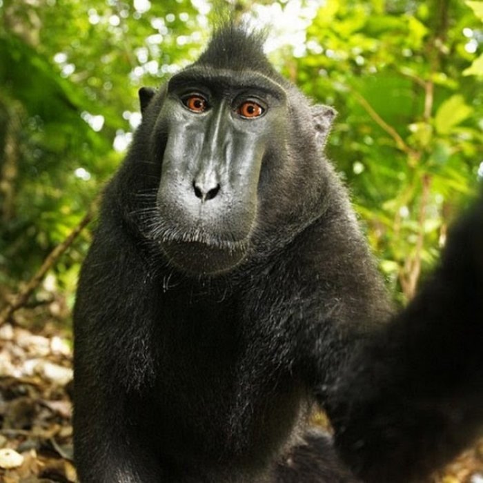 Selfie Fotoğraf Çeken Maymunlar