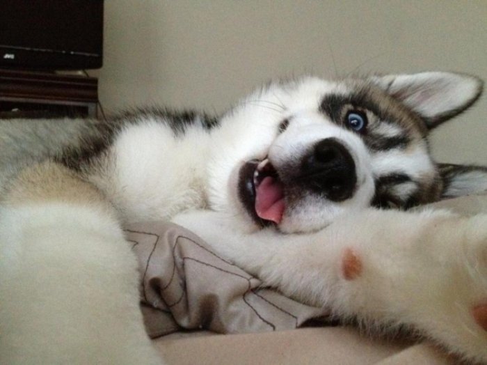 Selfie Fotoğraf Çeken Kurt Köpeği