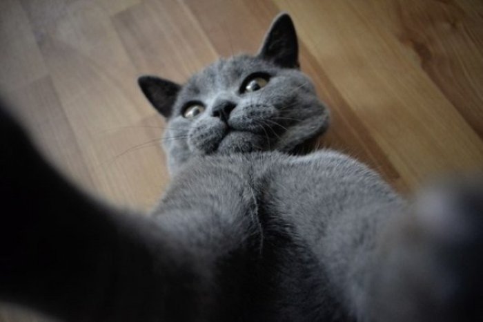 Selfie Fotoğraf Çeken Karizmatik Kedi