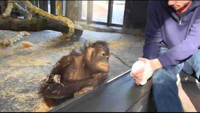 Sihirbazlık Gösterisine Kendini Kaptıran Orangutan