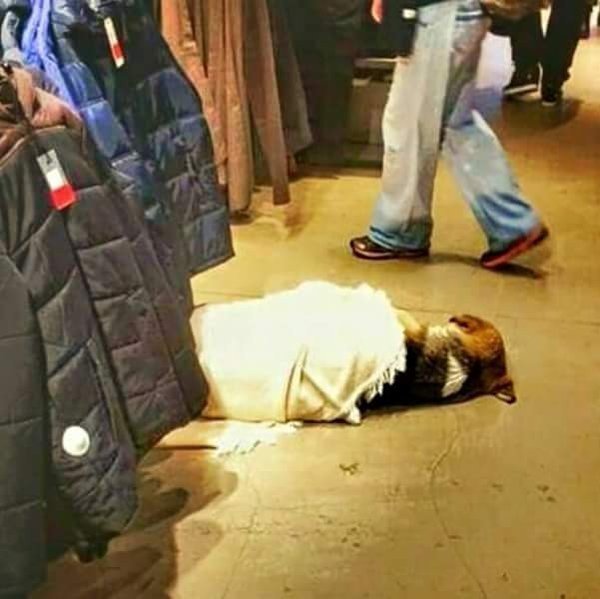 Üşüyen köpeği içeri alıp üzerini örten Beşiktaş'taki Koton mağazası 