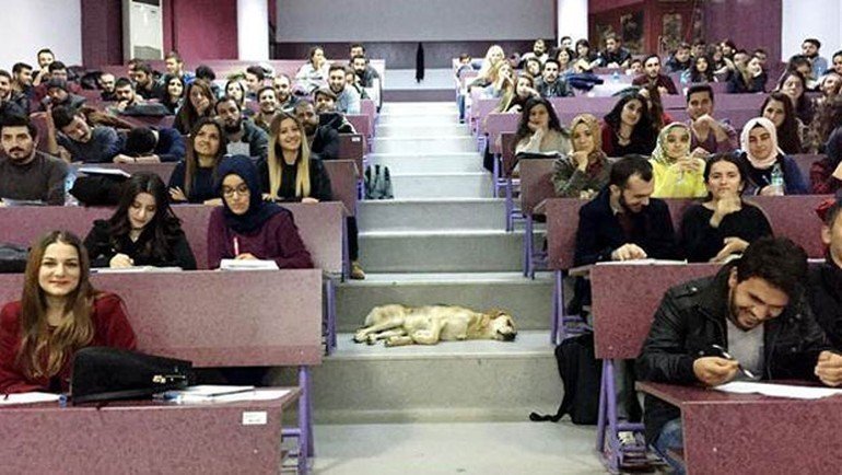 Köpeği dışarda bırakmayan Akdeniz Üniversitesi
