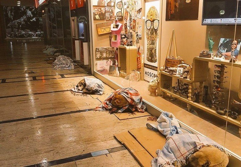 İstanbul'un karlı bir gününde sokak köpeklerini içeri almış Atrium AVM