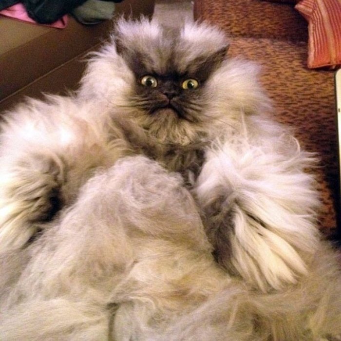 Colonel Meow Aaa Bülent ERSOY :)