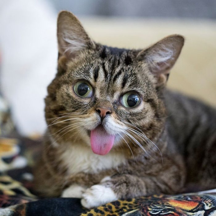 Lil Bub isimli Sevimli mi Sevimli Şirin Kedi