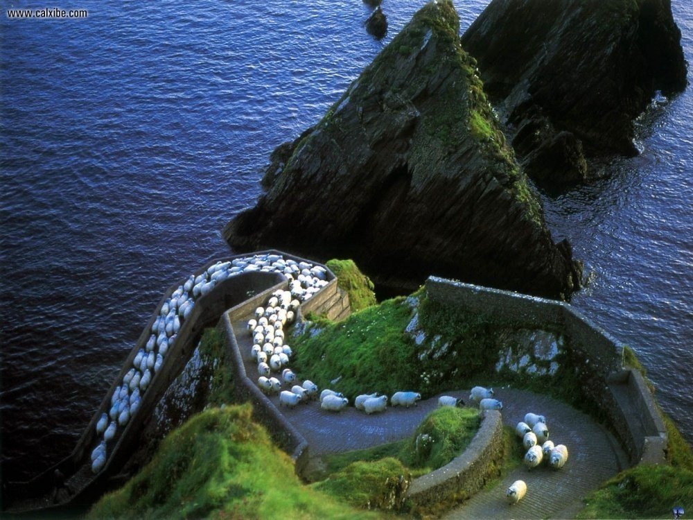İrlanda - Dingle Yarımadası'nda koyunlar