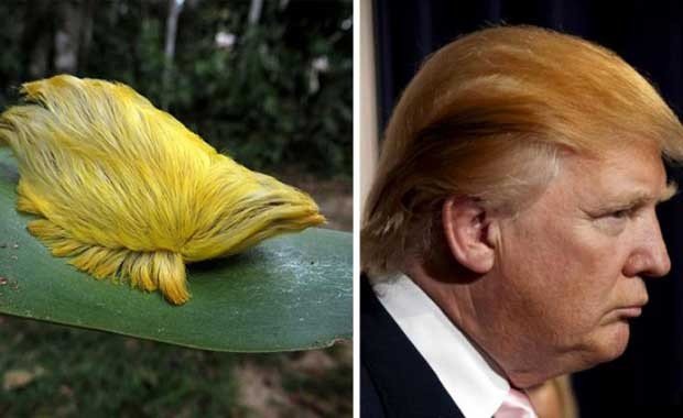 Caterpillar ve Donald Trump Aynı Modeller