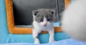 Çin'in klonlanarak doğan ilk kedisi 'Garlic', tarafsız kuruluş tarafından doğrulandı