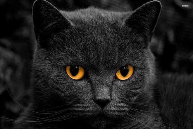 Kara Kedi batıl inanç