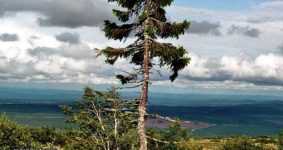 dünyanın en yaşlı ağacı dalarna
