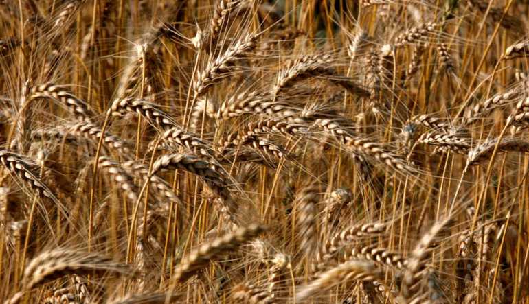 Forex Buğday Yatırımı Nasıl Yapılır?
