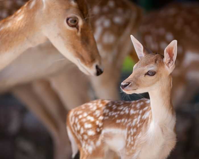 Hayvanların İnsanlardan Daha Sevgi Dolu Olduğunu Gösteren 27 Fotoğraf