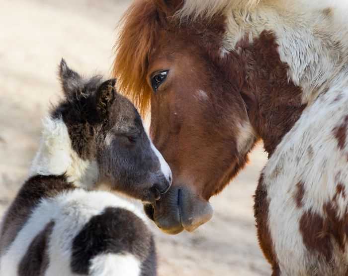 Hayvanların İnsanlardan Daha Sevgi Dolu Olduğunu Gösteren 27 Fotoğraf