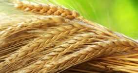 VİOP’ta Buğday Yatırımı Nasıl Yapılır?