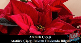 Atatürk Çiçeği ve Atatürk Çiçeği Bakımı Hakkında Bilgiler