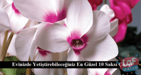 Evinizde Yetiştirebileceğiniz En Güzel 10 Saksı Çiçeği