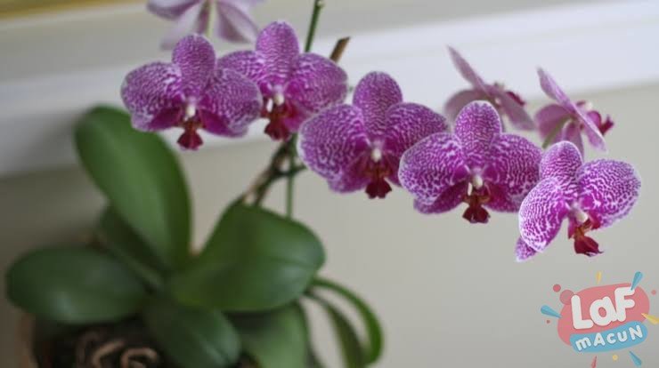 Orkide Bakımı – Orkide Bakımı Nasıl Yapılır?