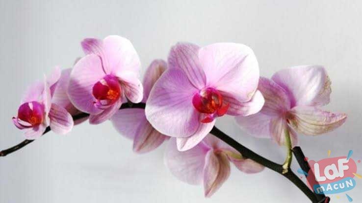Orkide Çiçeği (Saksı Çiçekleri)