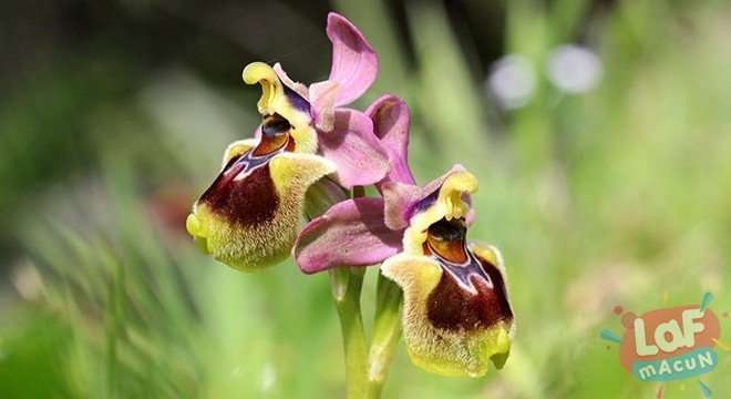 Orkide (Endemik Bitkiler)