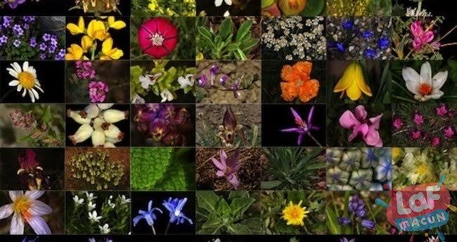 Türkiye'de Bulunan 10 Endemik Bitki