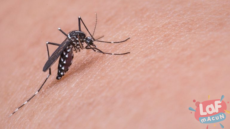 Sivrisineklerden korunmak için ilaçlar