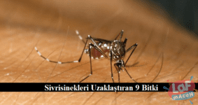Sivrisinekleri Uzaklaştıran 9 Bitki